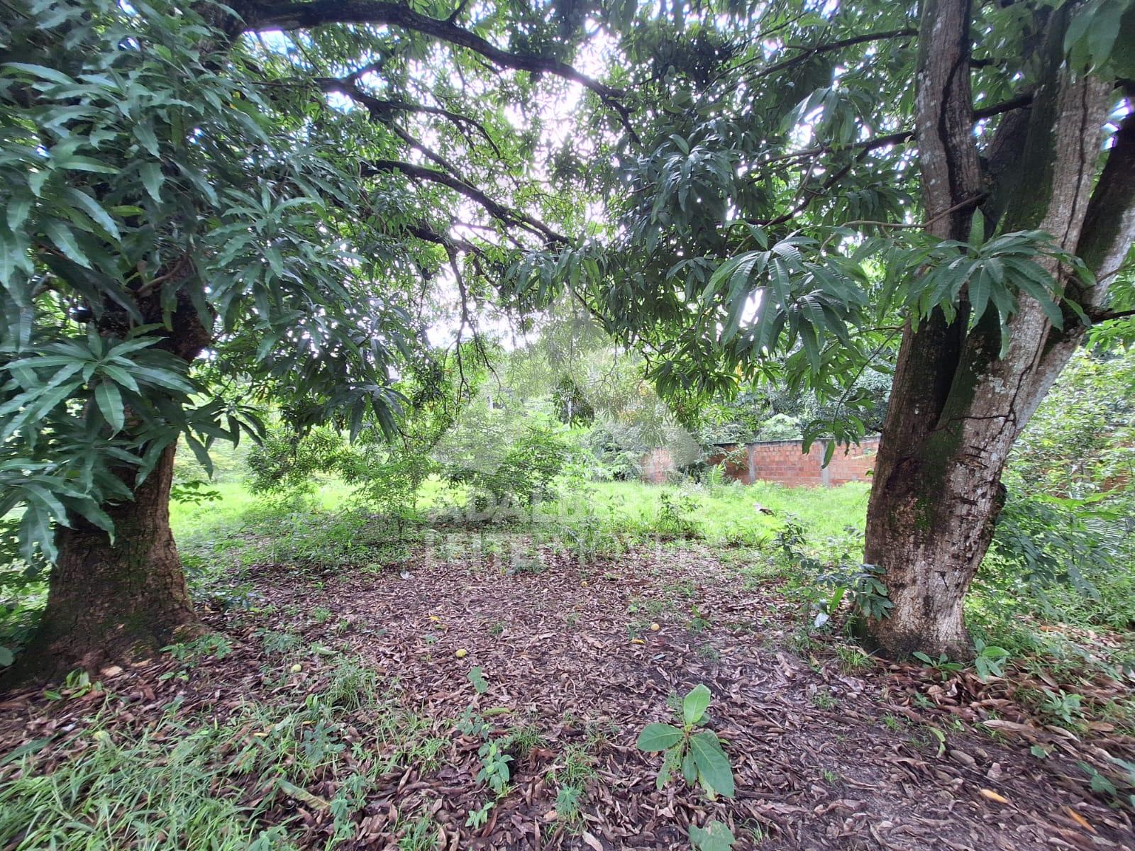 Terreno, 1 hectares - Foto 11