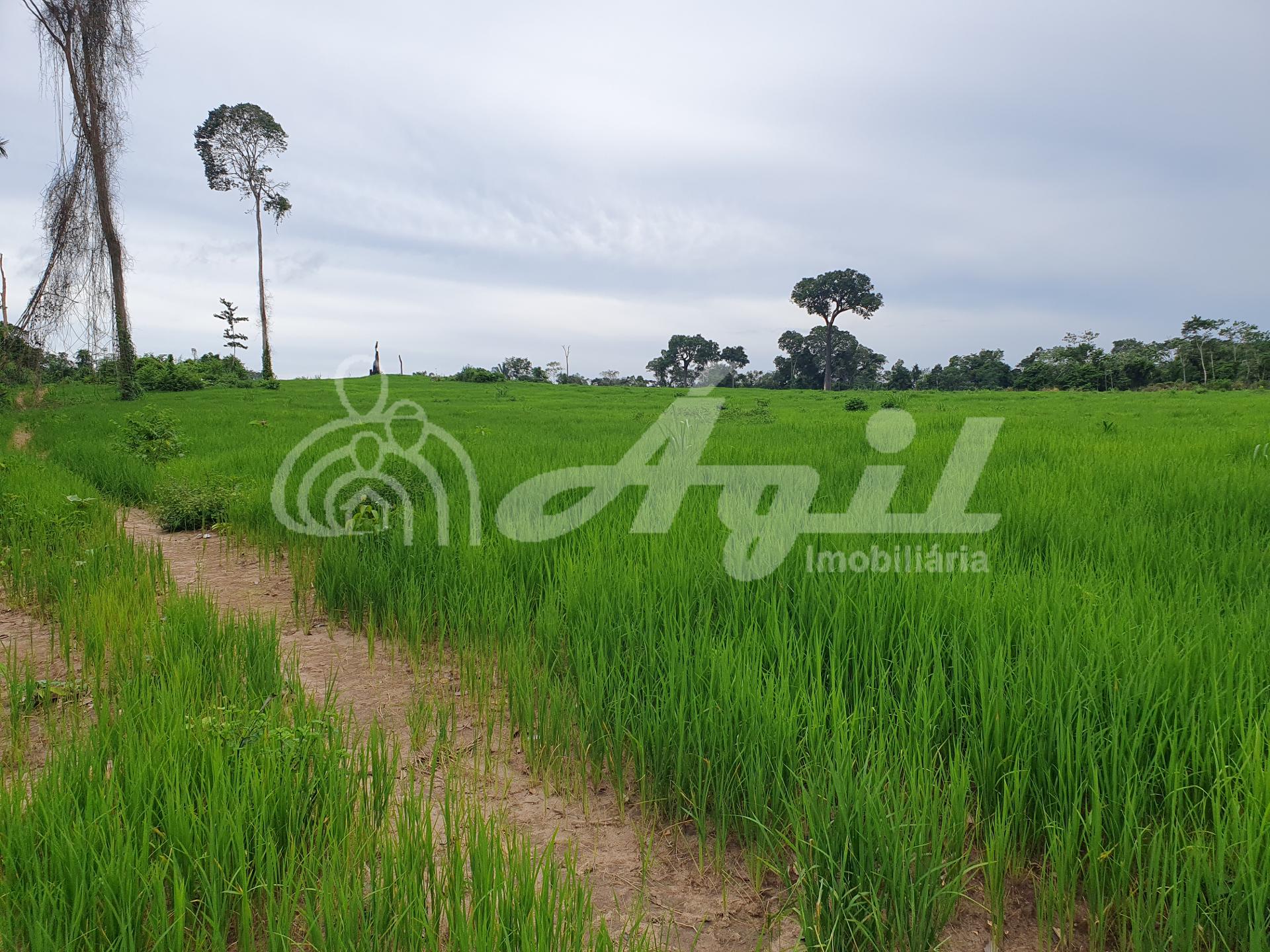 Rural à venda, Zona Rural, NOVO PROGRESSO - PA