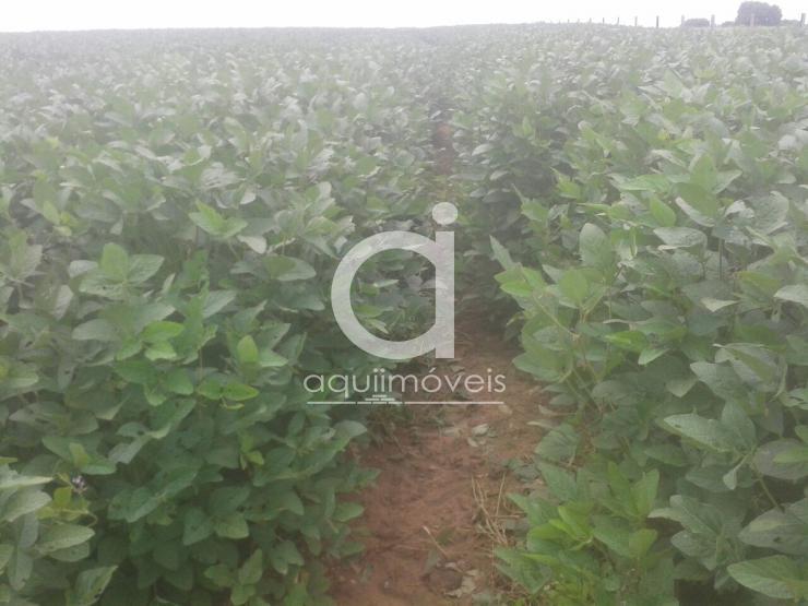 Areá Rural com 34,00 ha, Ótima localização