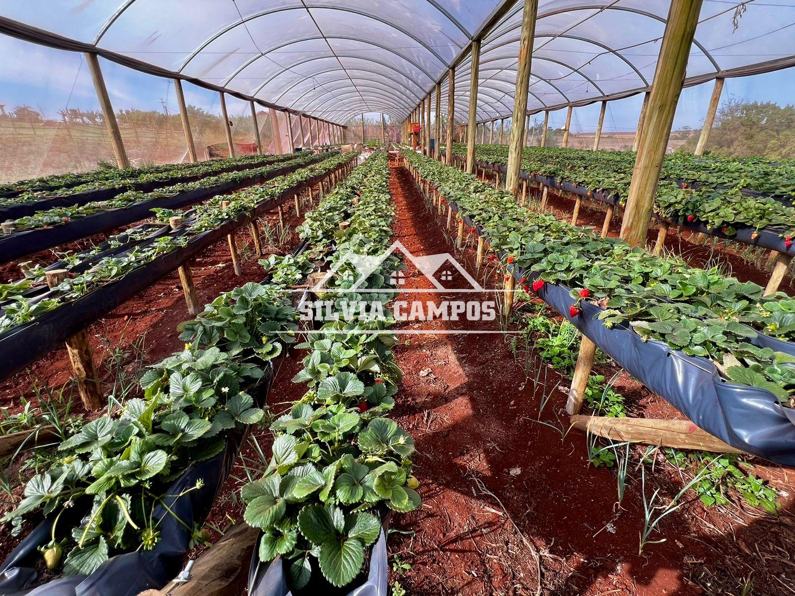 Chácara Porteira fechada à venda, Área Rural de Toledo, TOLEDO - PR