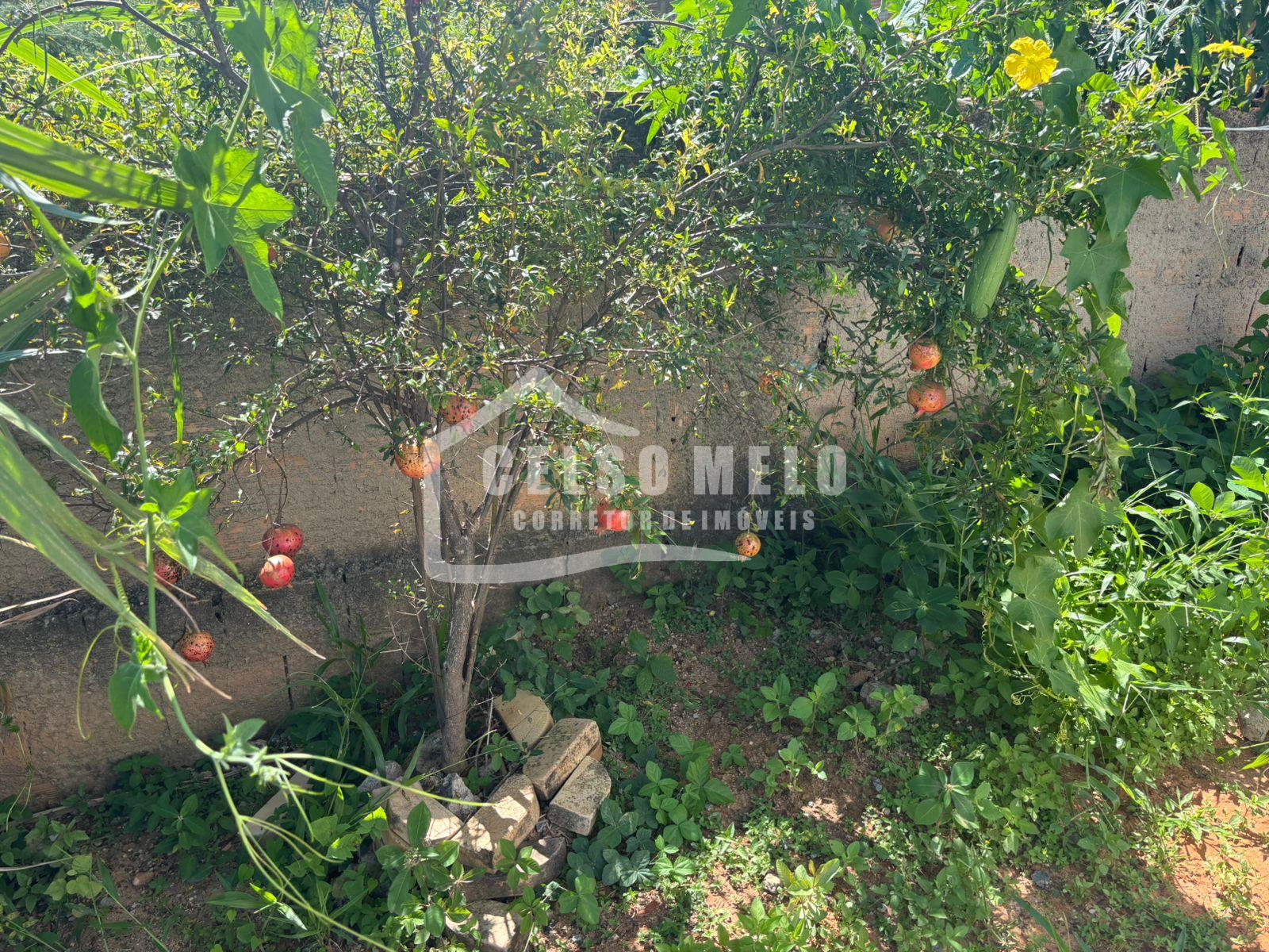 Celso Melo Corretor de Im�veis em Bom Despacho