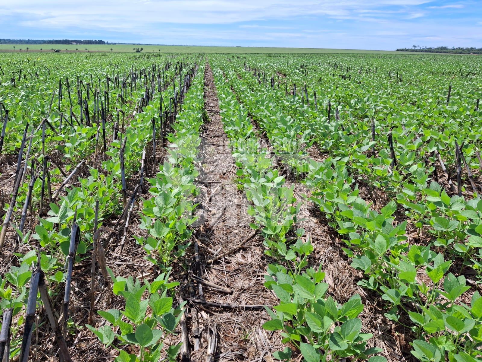 Fazenda a Venda, ZONA RURAL, MARCELANDIA - MT