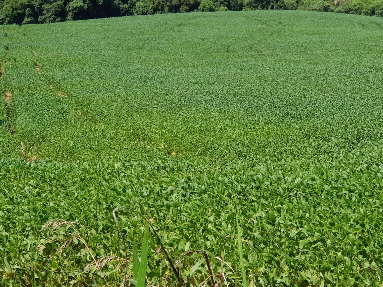 AREA RURAL, CLEVELANDIA - PR