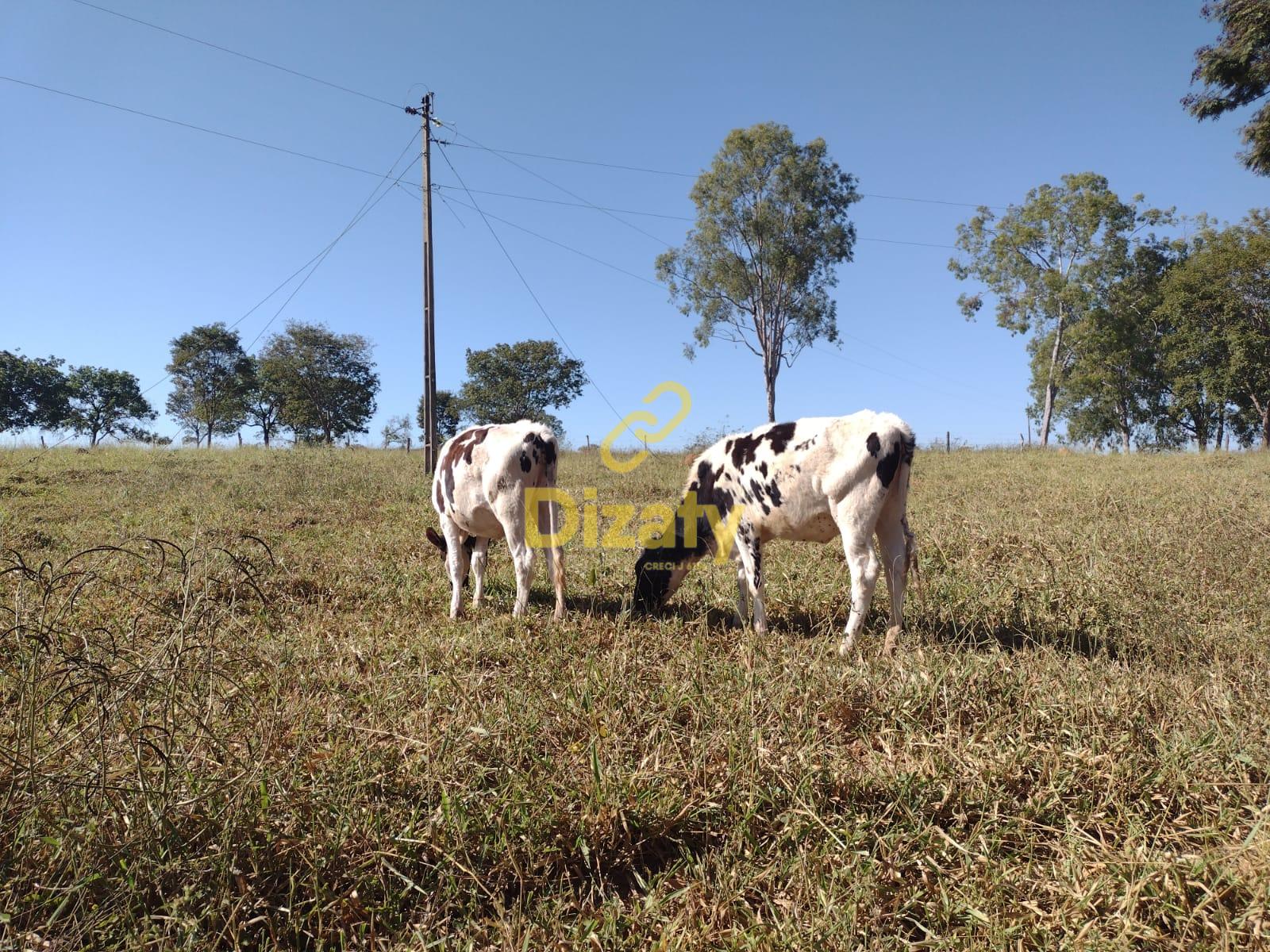 Imobiliria Dizaty em Sete Lagoas - MG