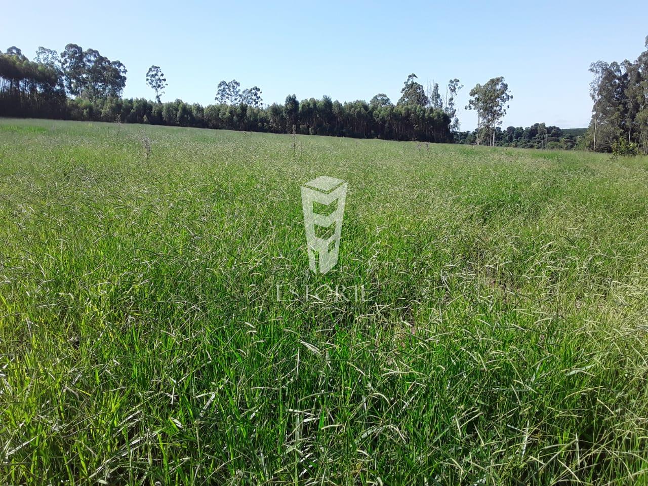 Sítio à venda, Pesqueiro Monteiro, AVARE - SP