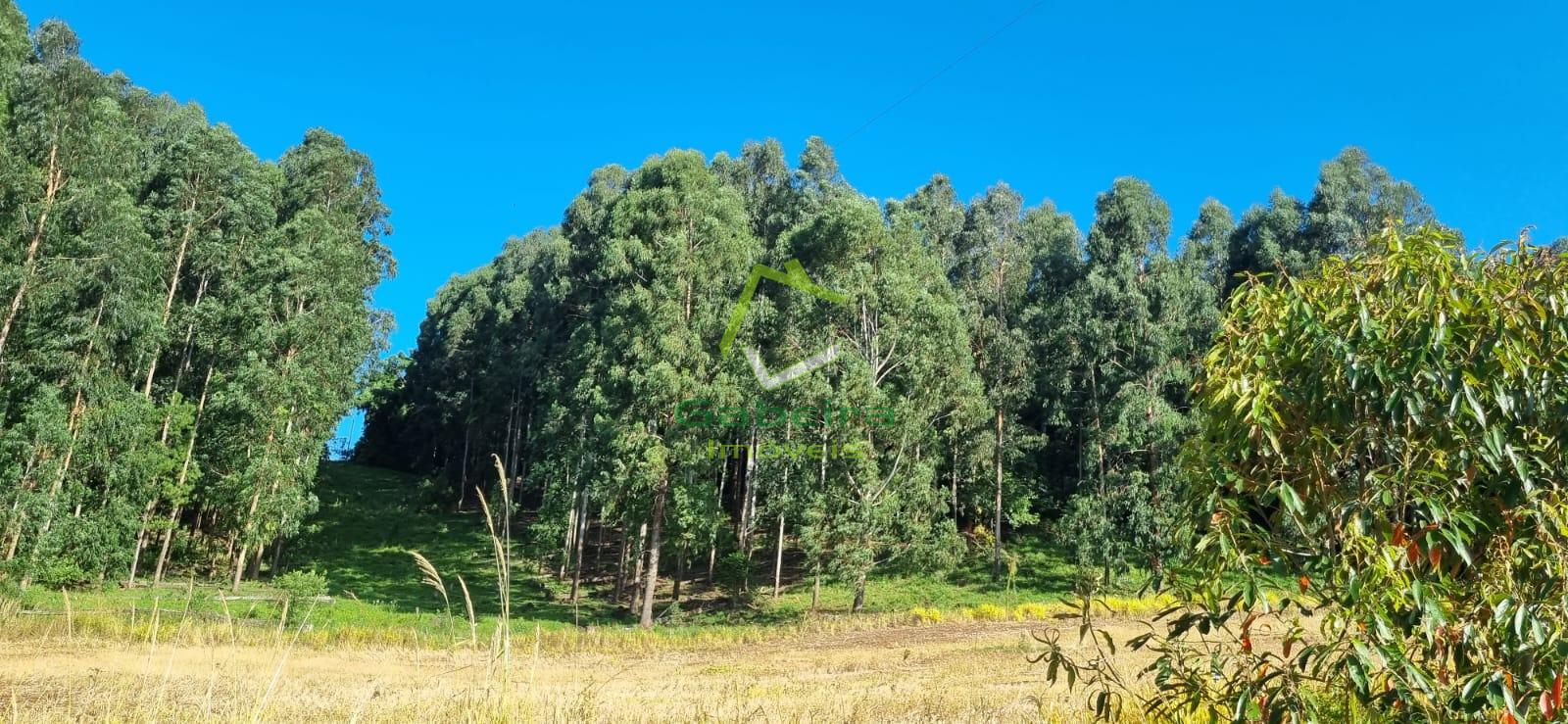 Gabeira Imveis em Coronel Vivida PR