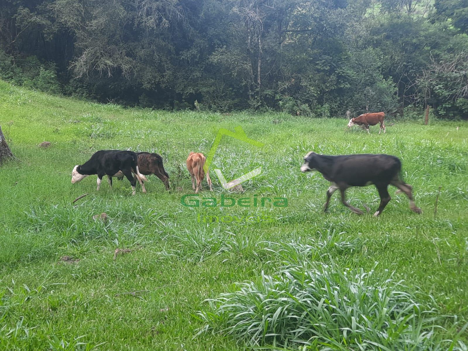 Gabeira Imveis em Coronel Vivida PR