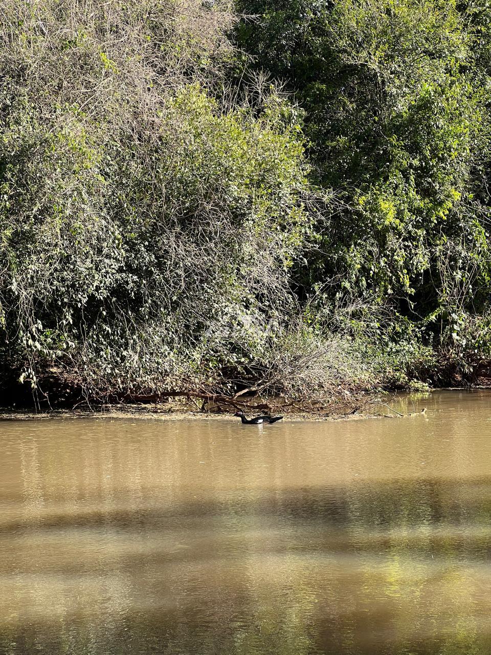 Chácara a venda com 20.000m2 de área em São Miguel do Iguaçu - PR