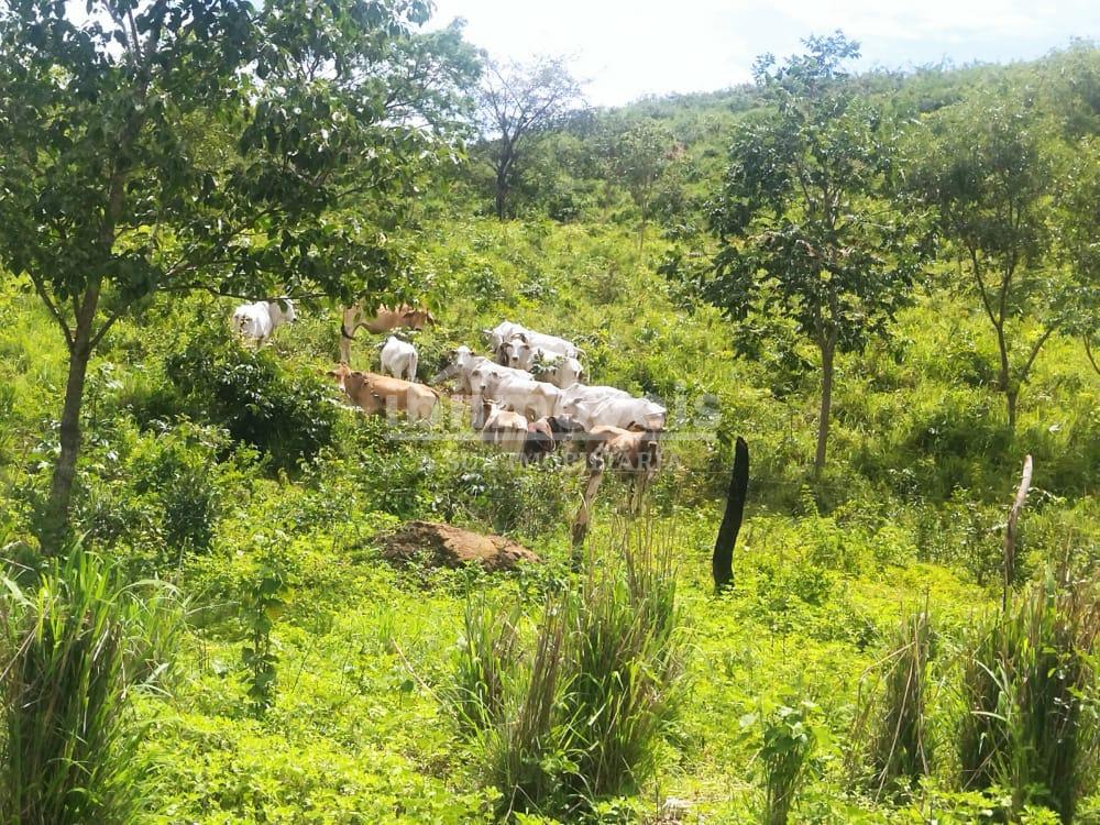 Fazenda 42,8822 hectares, Rico Em Água Com Rio, lago e Cachoei...