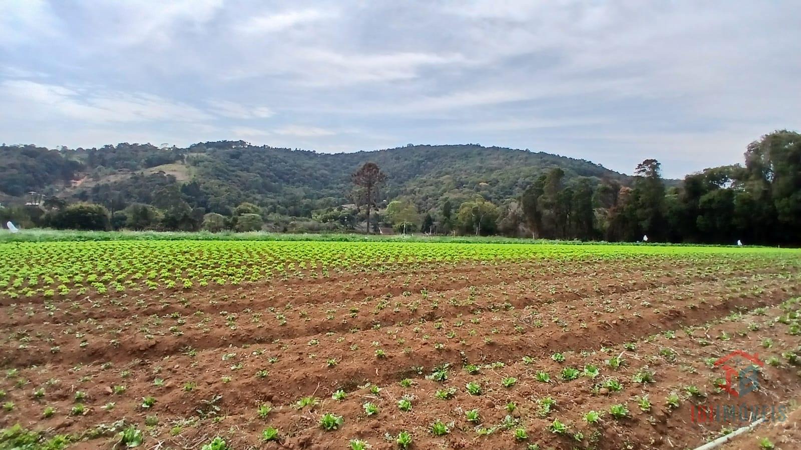 Ibúna sitio com 4 algueires pronto para plantio
