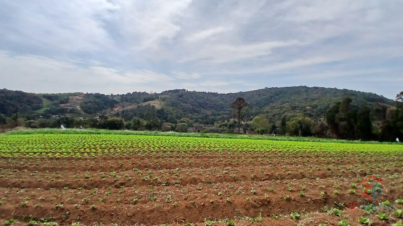 Ibúna sitio com 4 algueires pronto para plantio