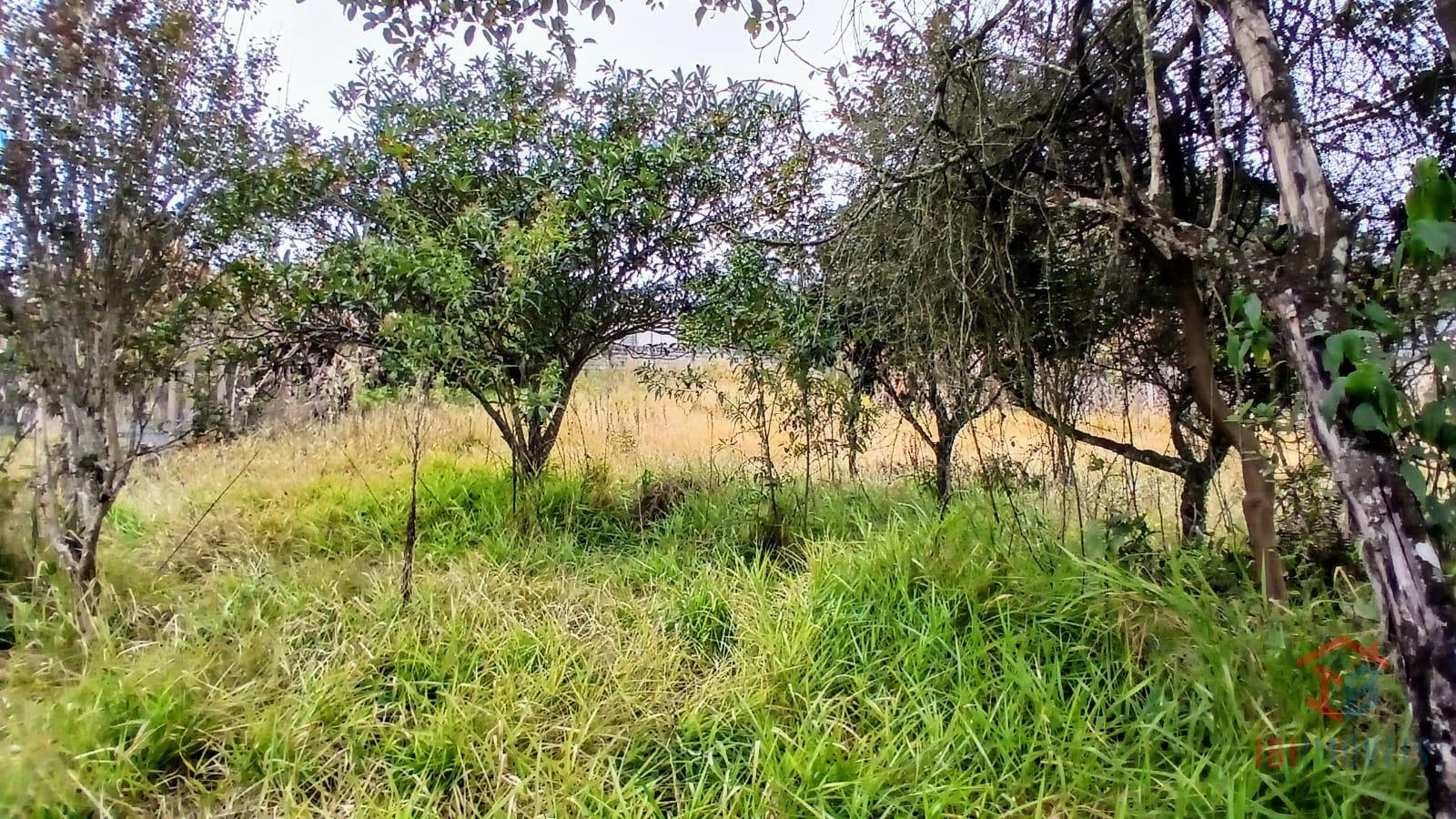 Ibiúna oportunidade terreno para formação de chácara para laze...
