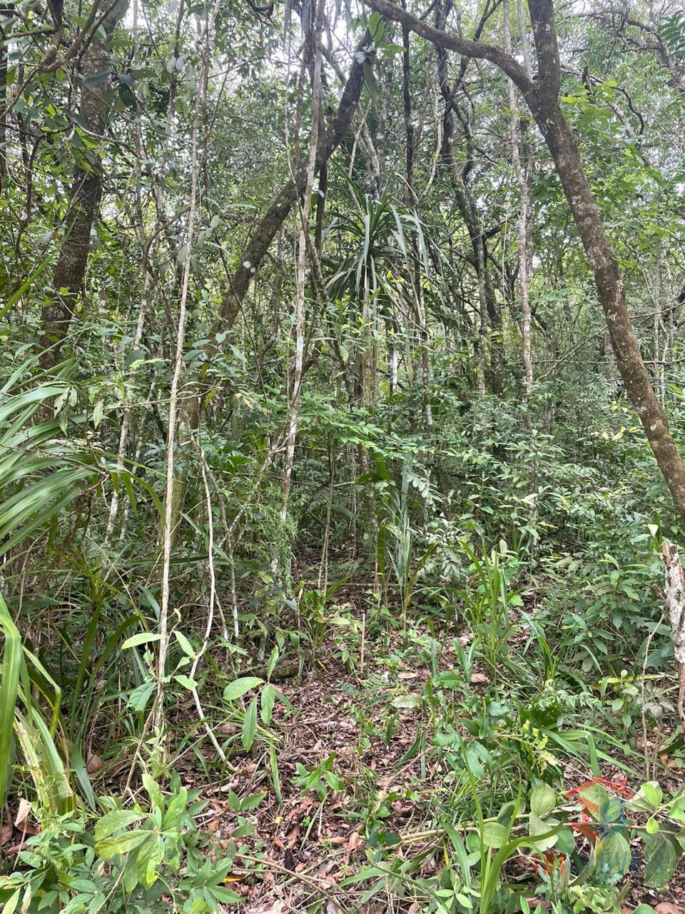 Terreno à venda, RESSACA, IBIUNA - SP
