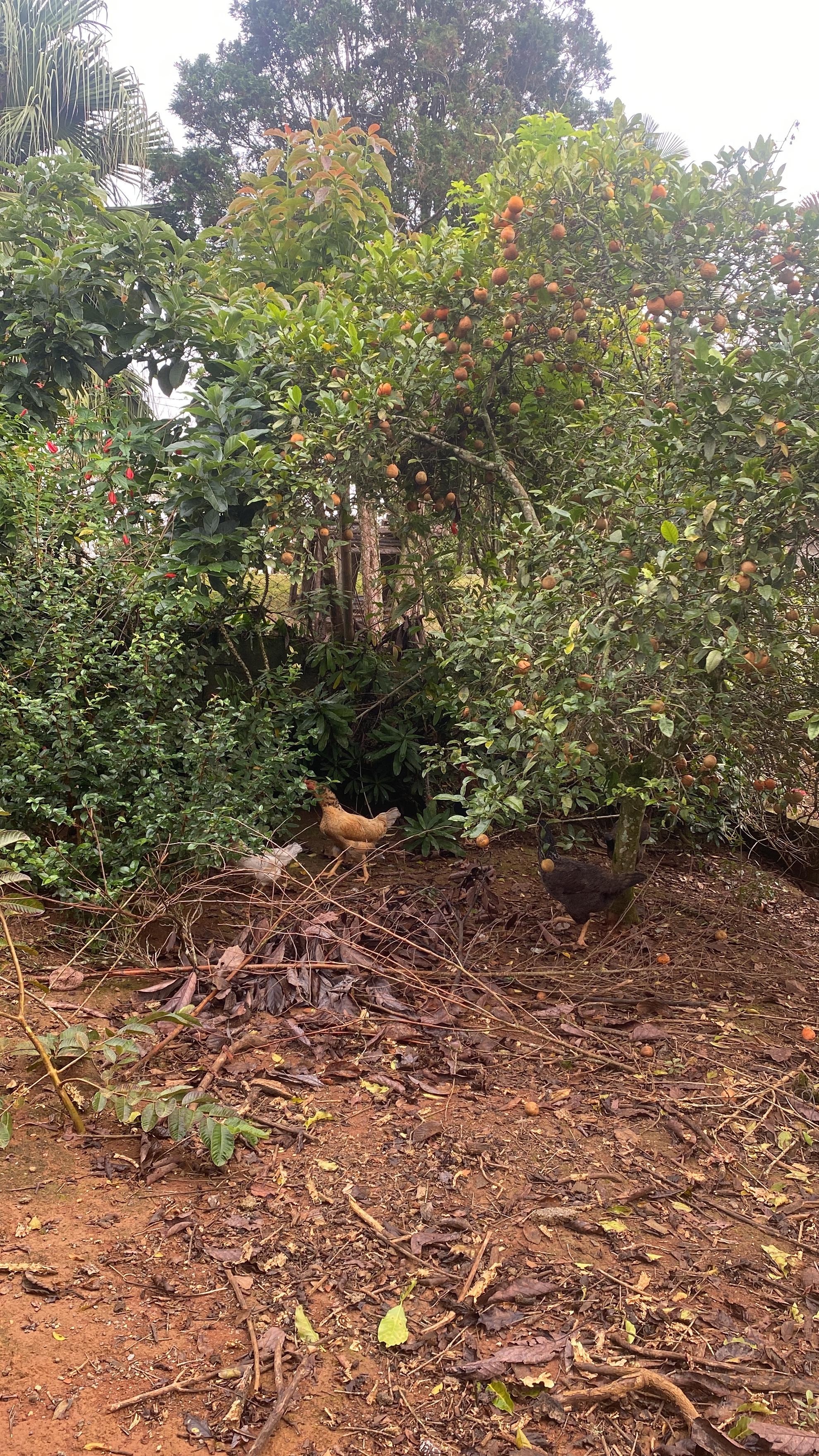 Chácara com 1.800 m2 à Venda em Ibiúna/SP  Excelente Oportunid...