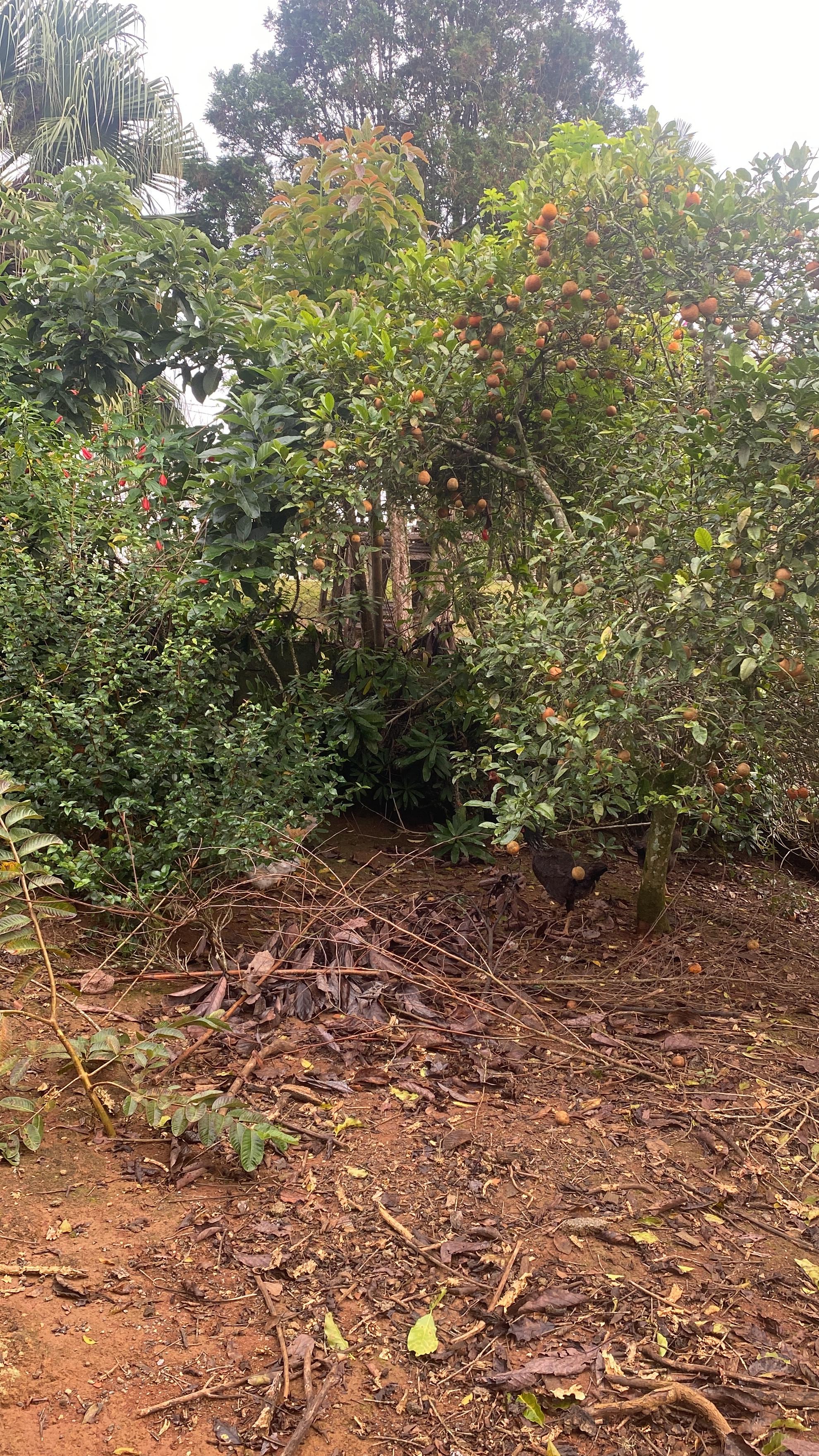 Chácara com 1.800 m2 à Venda em Ibiúna/SP  Excelente Oportunid...