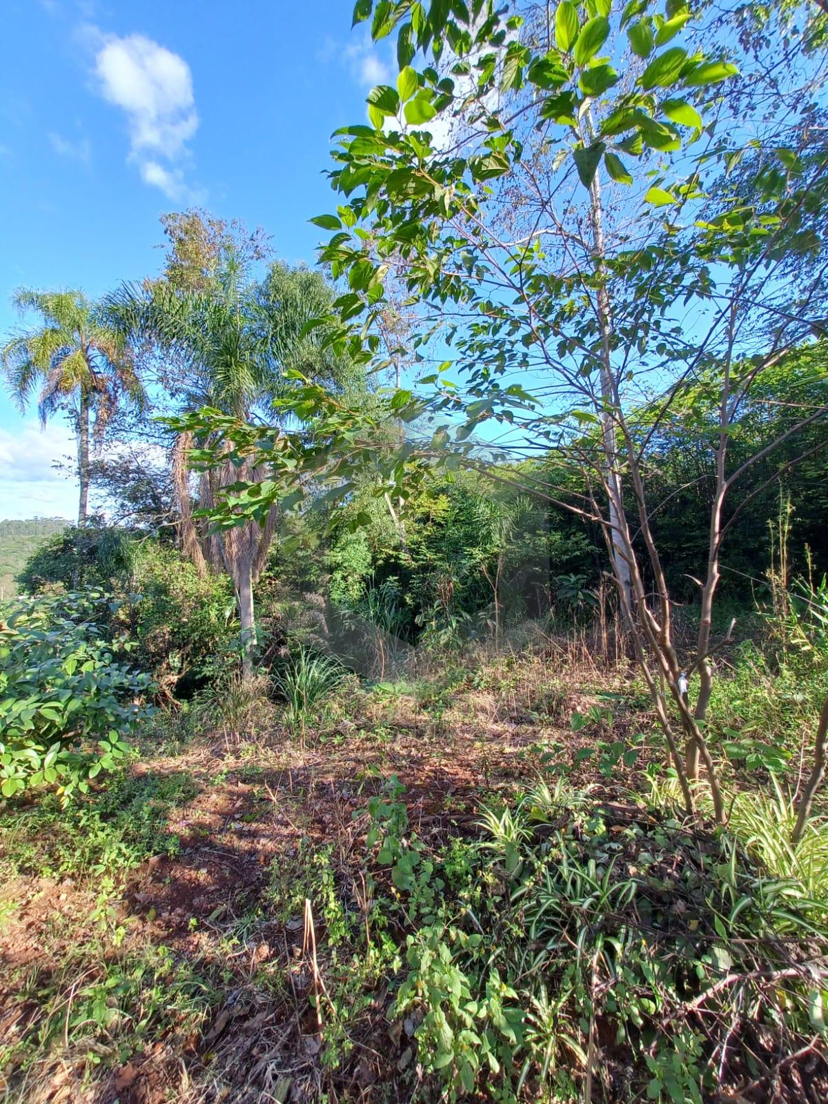 Terreno à venda, Nova Alemanha, ALTO FELIZ - RS