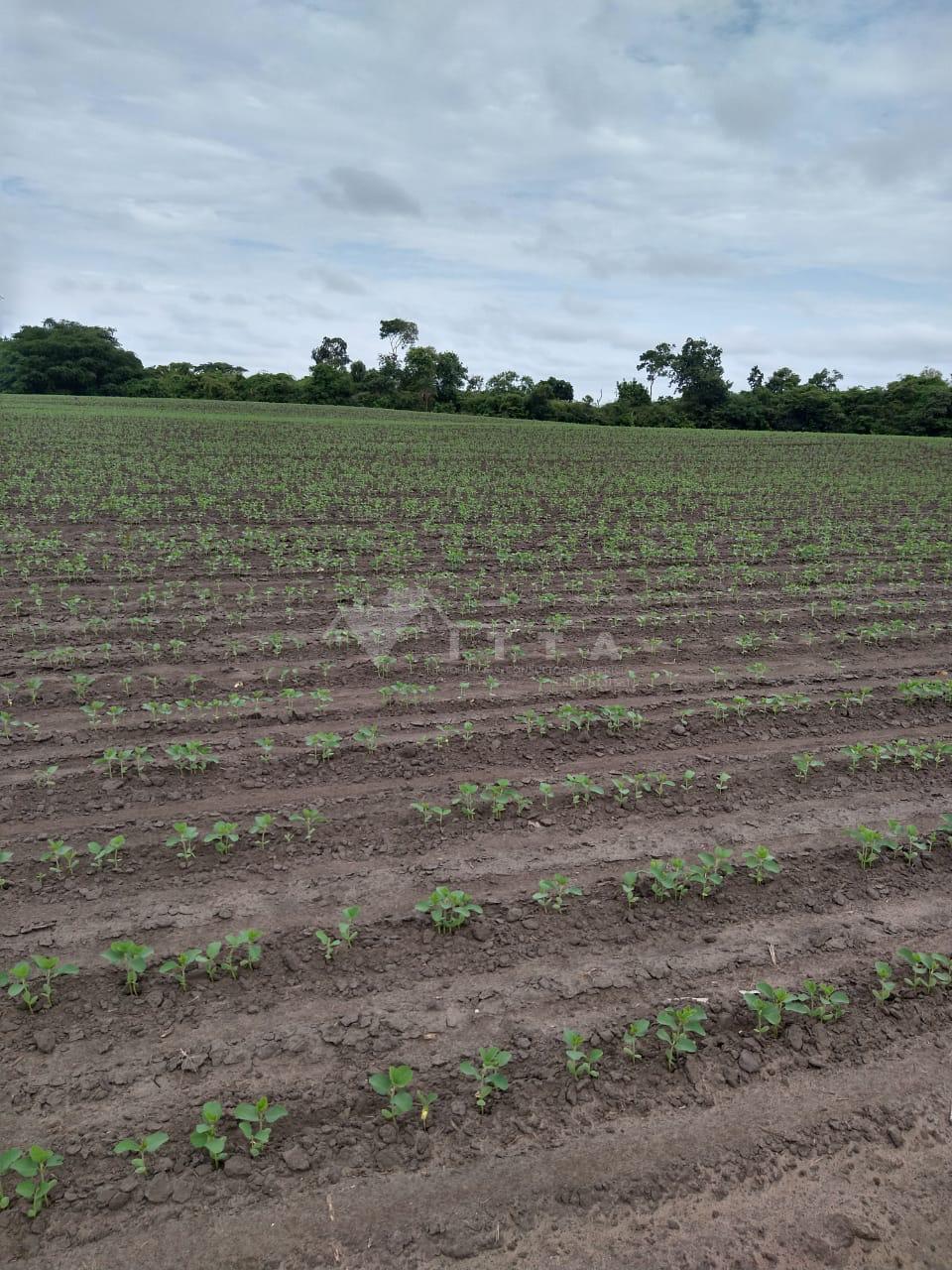 FAZENDA À VENDA EM CHAPADINHA - MA
