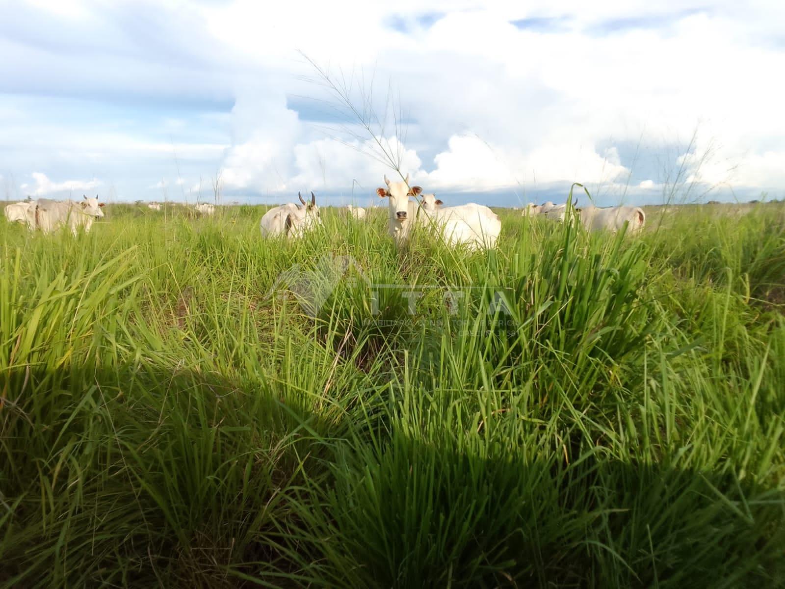 FAZENDA À VENDA TAGUATINGA TOCANTIS.