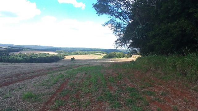 REA RURAL COM 33 ALQUEIRES - 22 PARA CULTIVO SOJA, MILHO E TRIGO