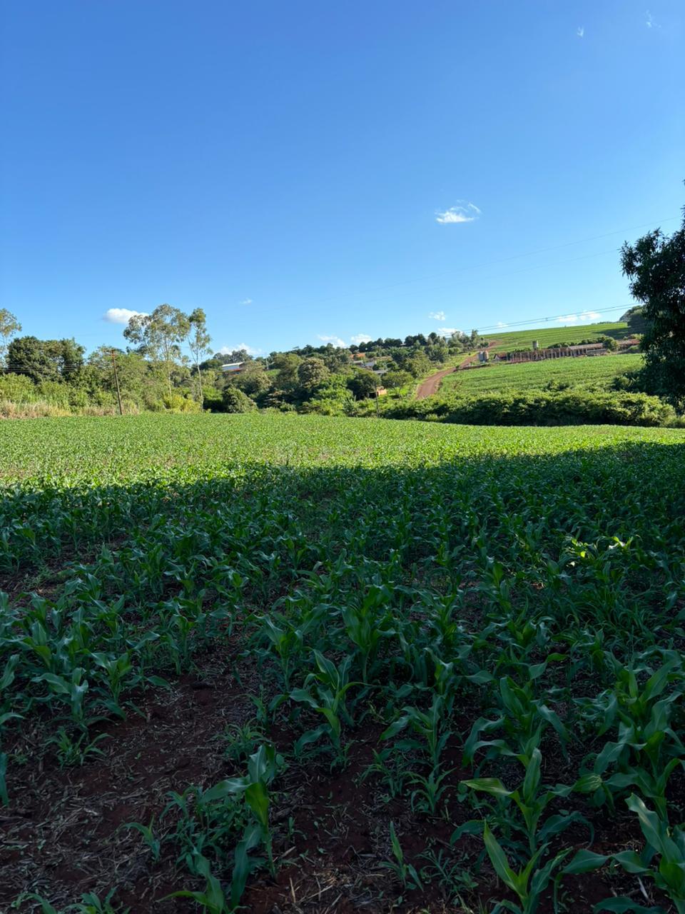 Chácara à venda, Área Rural,EM DOIS IRMÃOS PROX. A BR 163 TOLEDO - PR