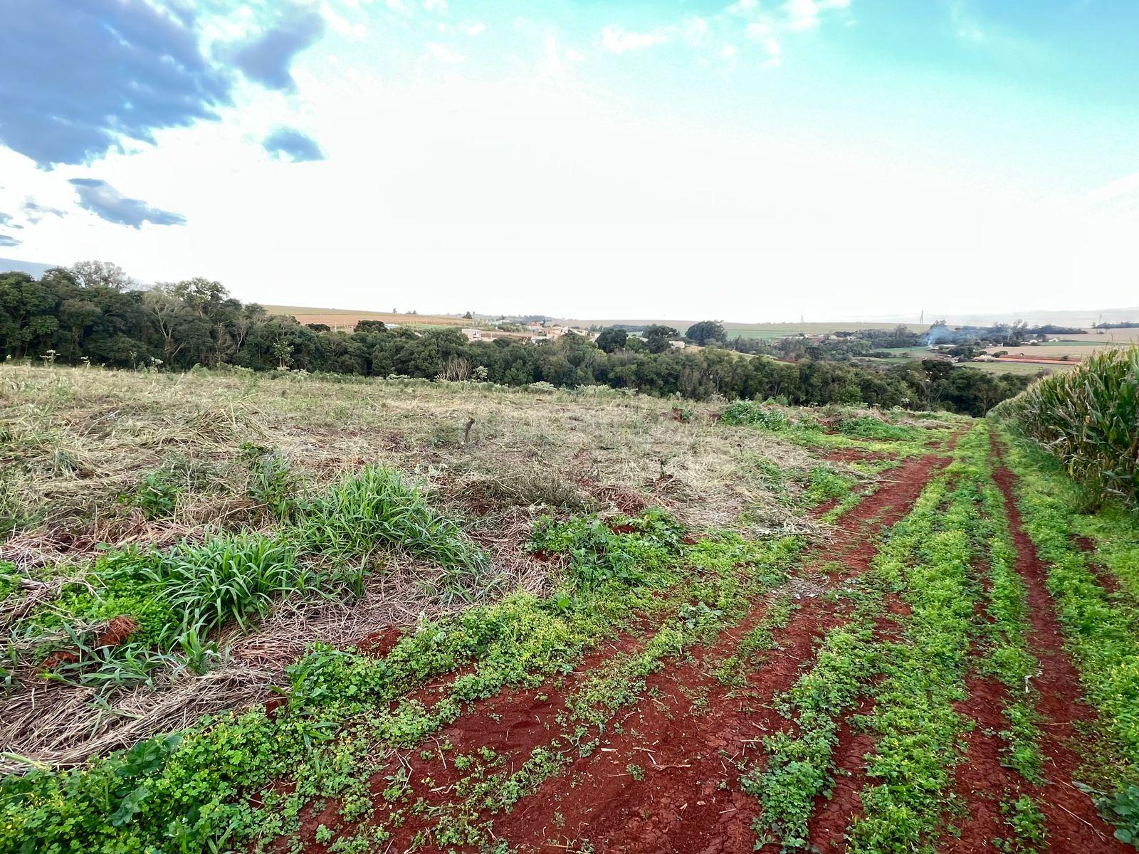 Chácara à venda com 20.000m2 proximo a BR, Área Rural, TOLEDO - PR