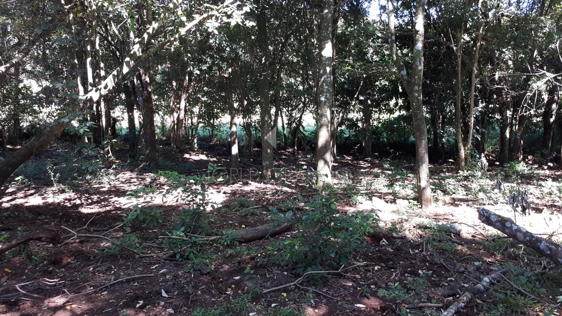 Lori P. Grando Corretor em Laranjeiras do Sul PR