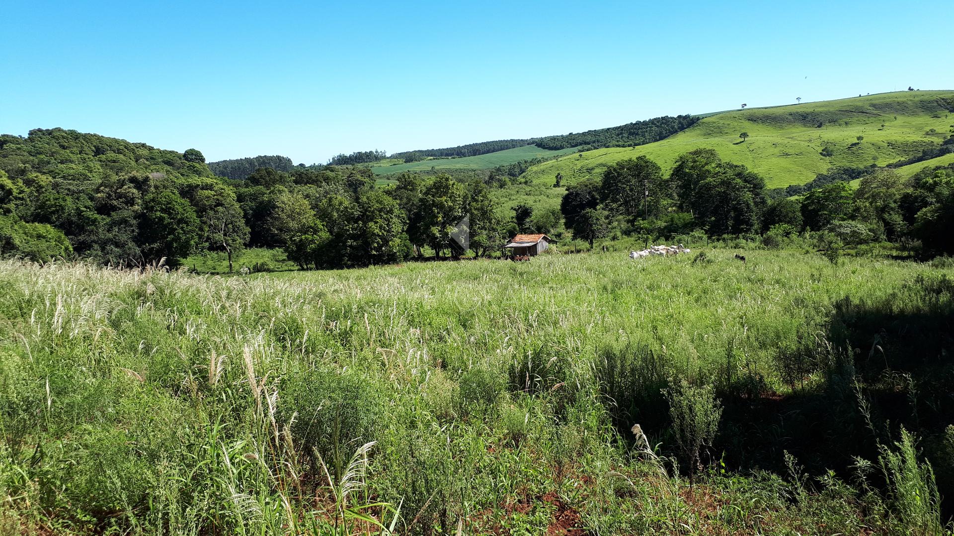 Lori P. Grando Corretor em Laranjeiras do Sul PR