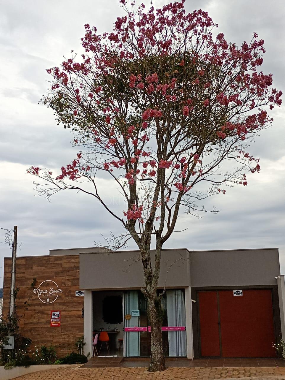 Lori P. Grando Corretor em Laranjeiras do Sul PR