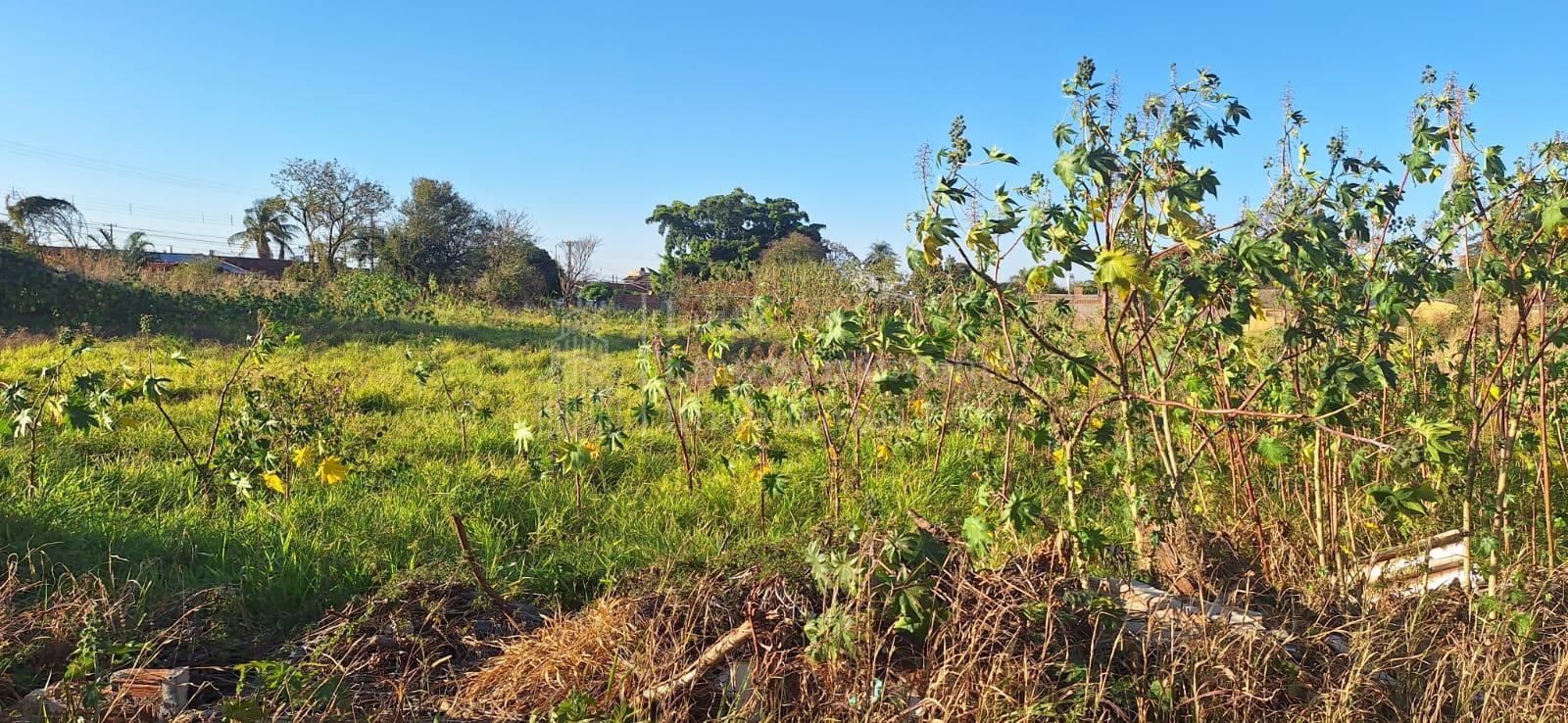 Área de 10.000 m2, à venda, Giocondo Orsi II, CAMPO GRANDE - MS