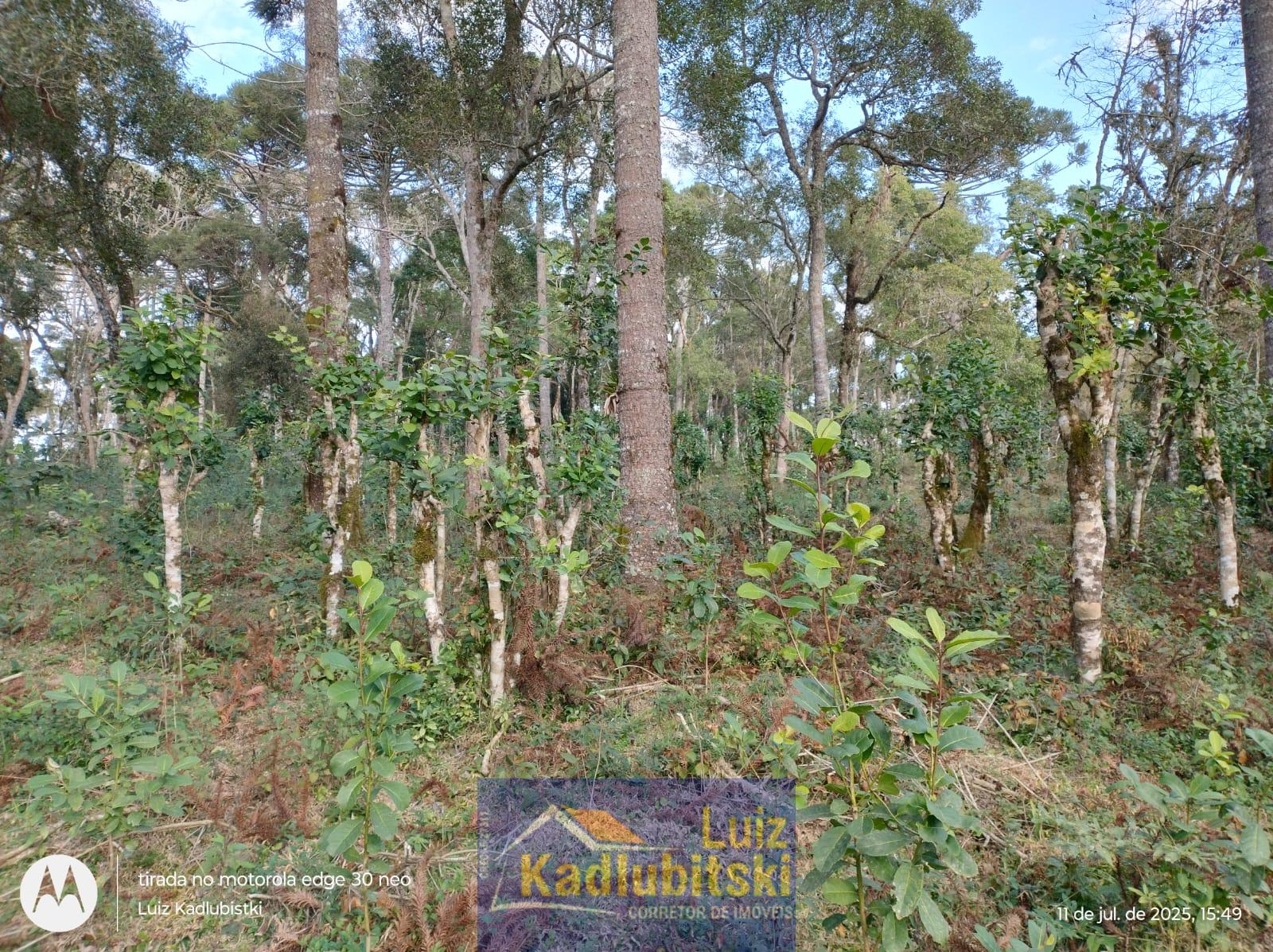Terreno a venda com plantio de erva mate, no interior de Prudentópolis