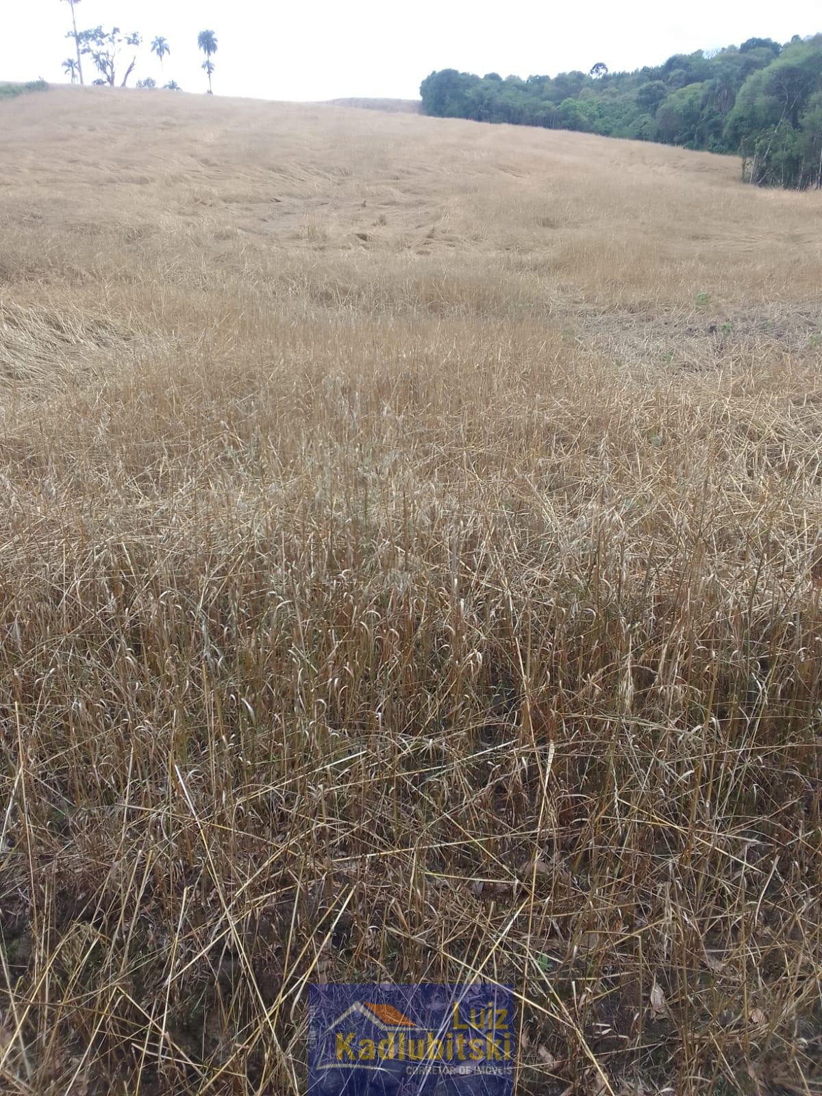 Chácara à venda, próximo a BR 277 na Cidade de Prudentópolis