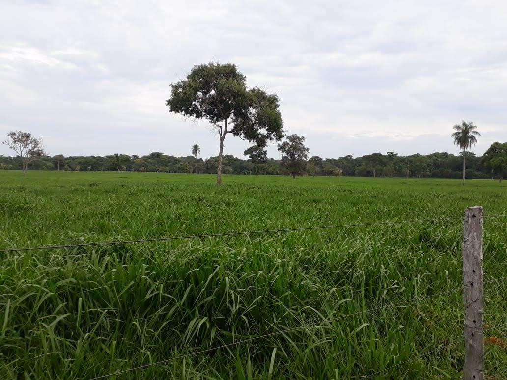 FAZENDA A VENDA EM MT. DUPLA APTIDÃO.COM ESTRUTURA PARA CONFIN...