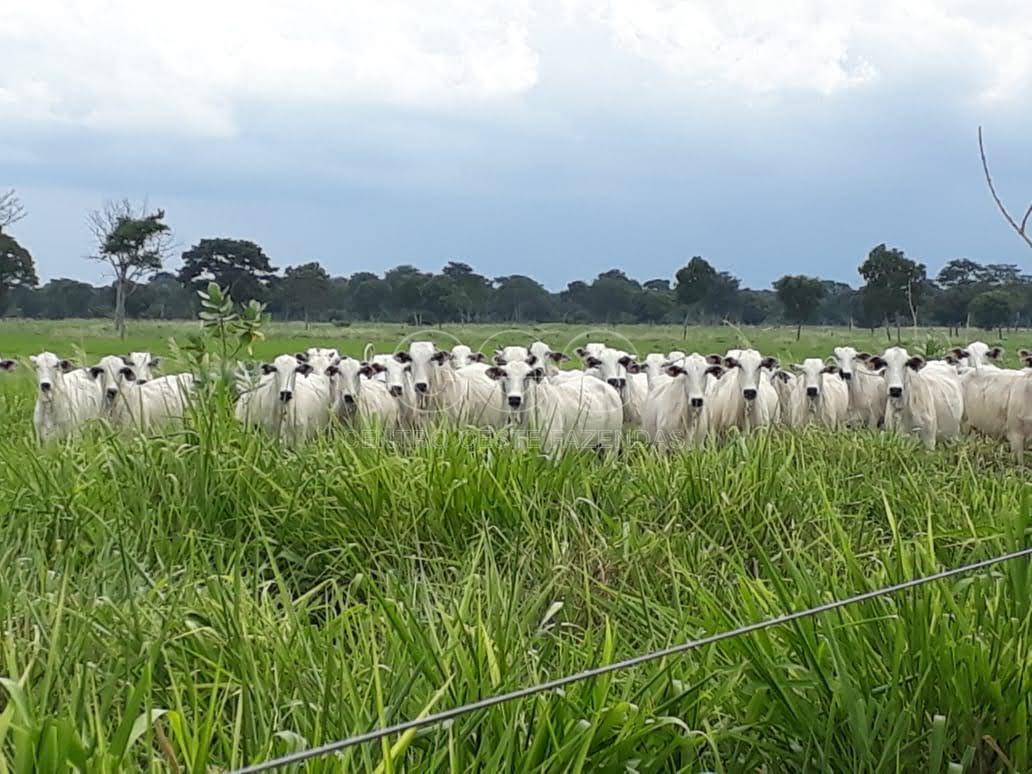 FAZENDA A VENDA EM MT. DUPLA  APTID?O. BEIRA DE RIO. C?CERES MT