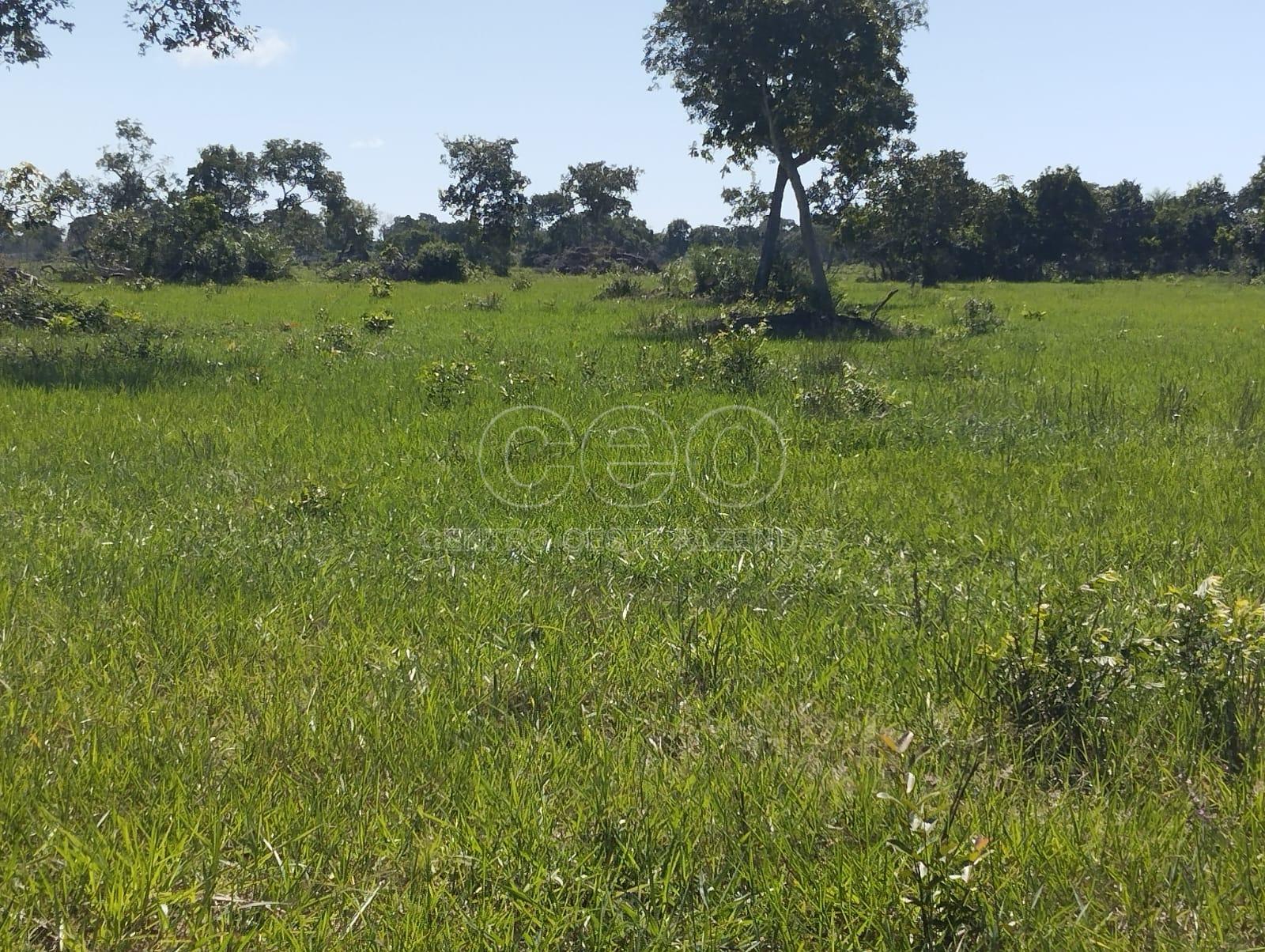 FAZENDA A VENDA NO PANTANAL DE MATO GROSSO. C?CERES MT.