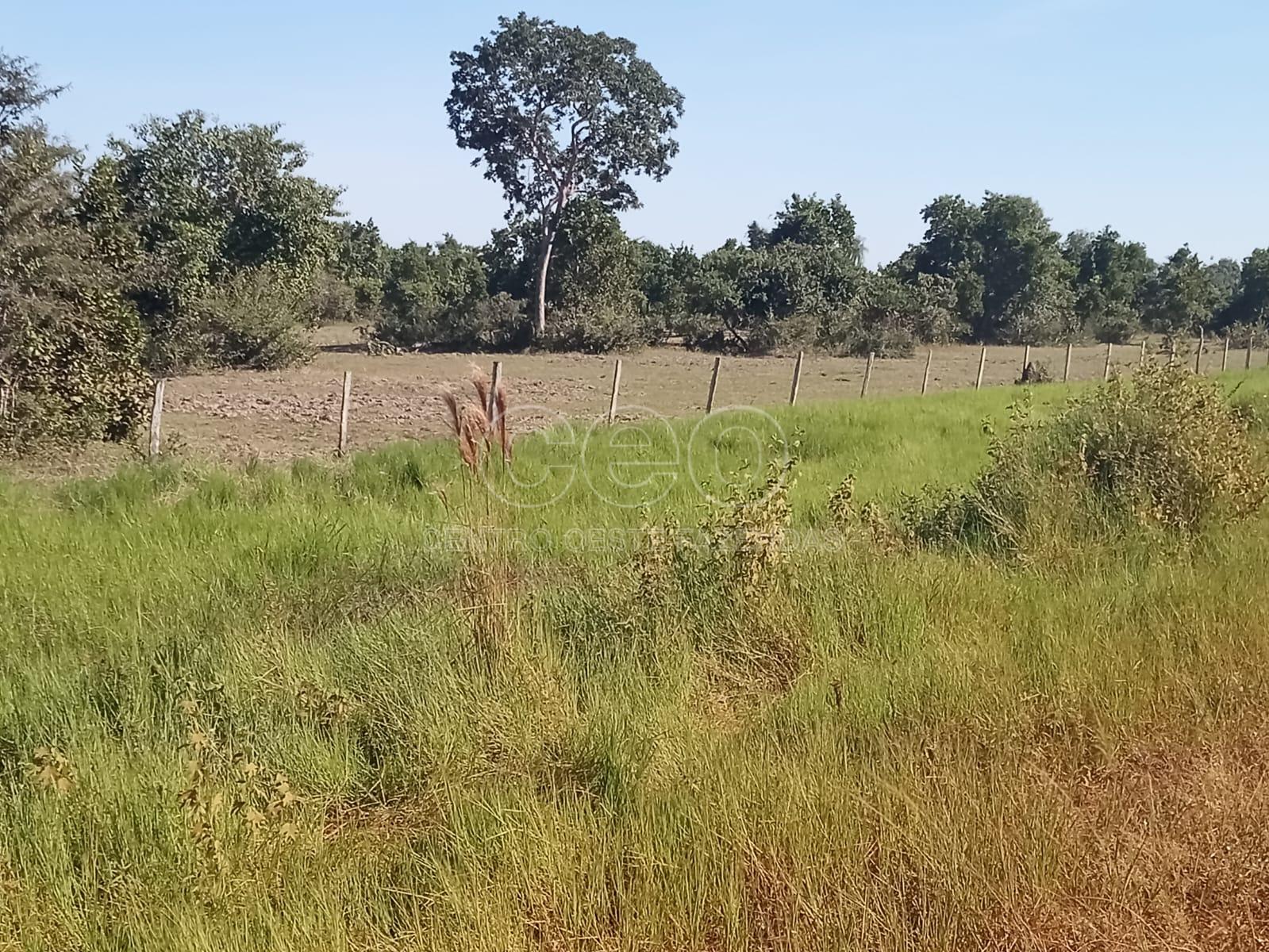 FAZENDA A VENDA NO PANTANAL DE MT. PANTANAL ALTO  NÃO ALAGA  C...