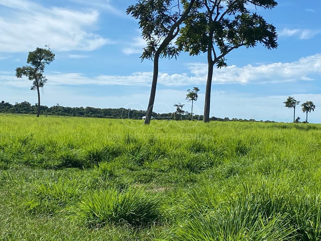 FAZENDA A VENDA EM MT. EXCELENTE PARA CRIA, RECRIA E ENGORDA. ...