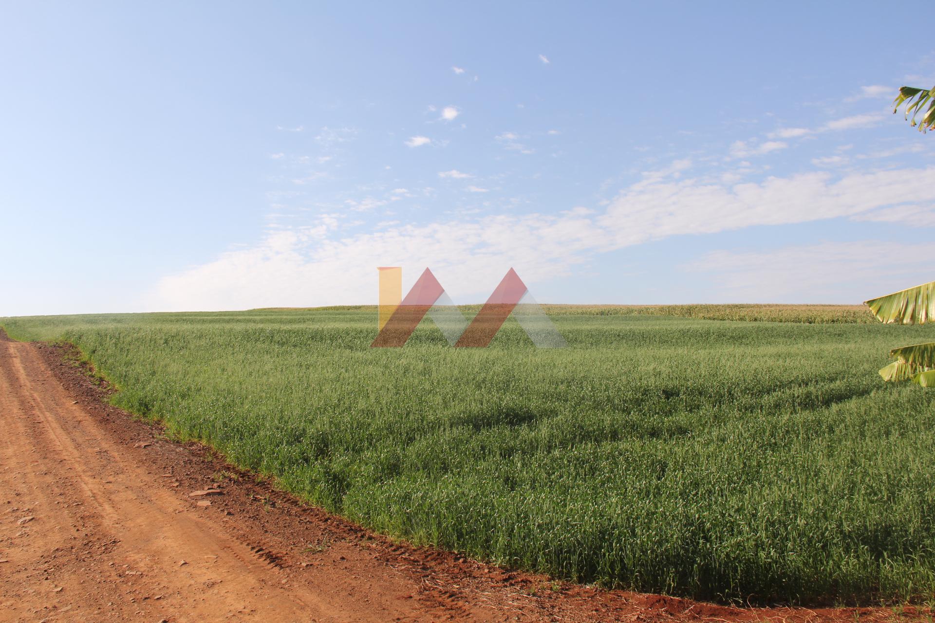 Área Rural ampla para Venda localizada na linha São Roque em M...