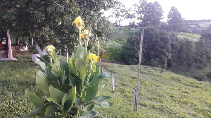 Merigo Corretor de Imveis em So Loureno do Oeste SC