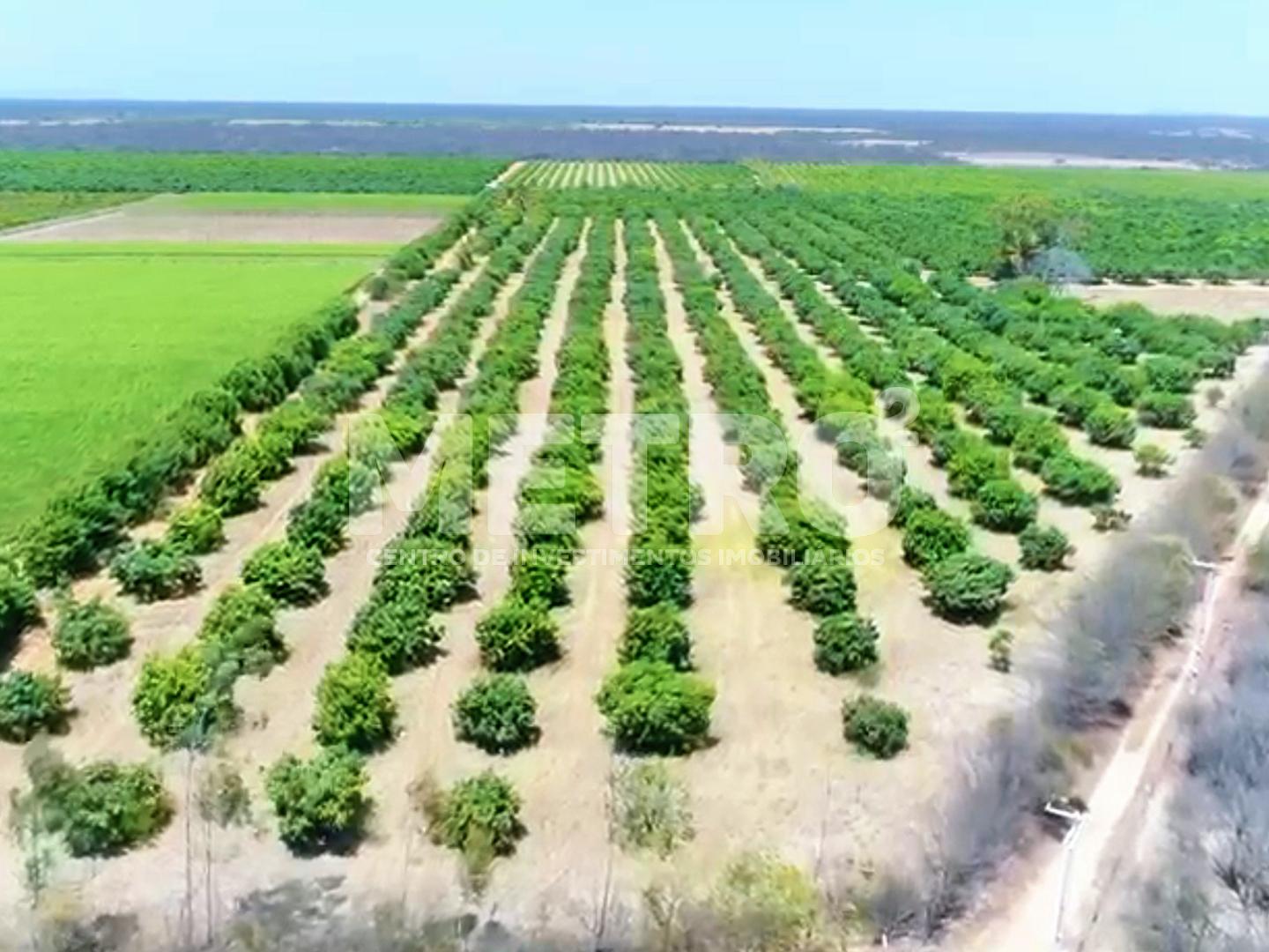 Fazenda à venda com 12 hectares de manga em produção, CASA NOV...