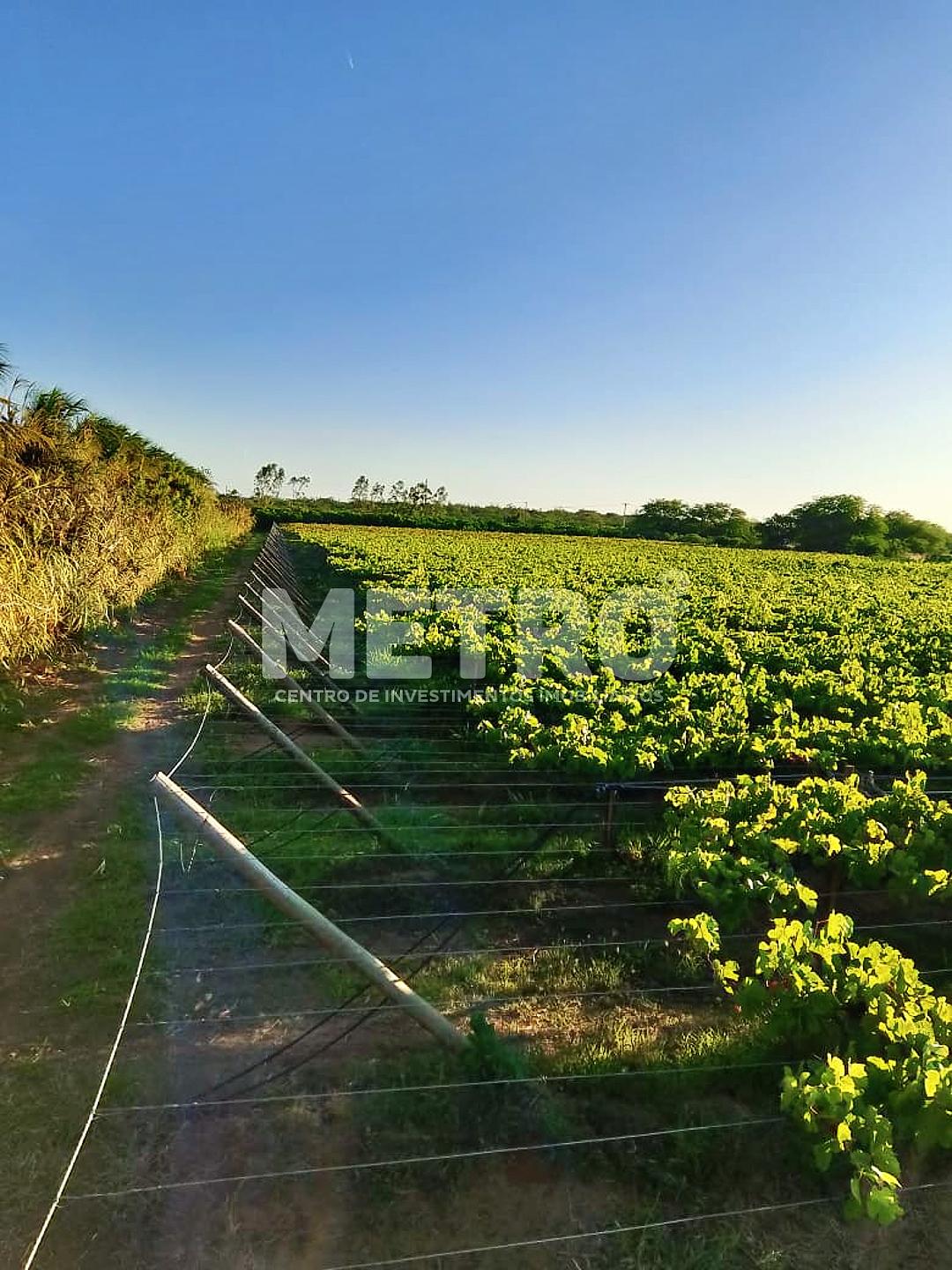 Fazenda  de com 20 hectares produzindo e com Infraestrutura, C...