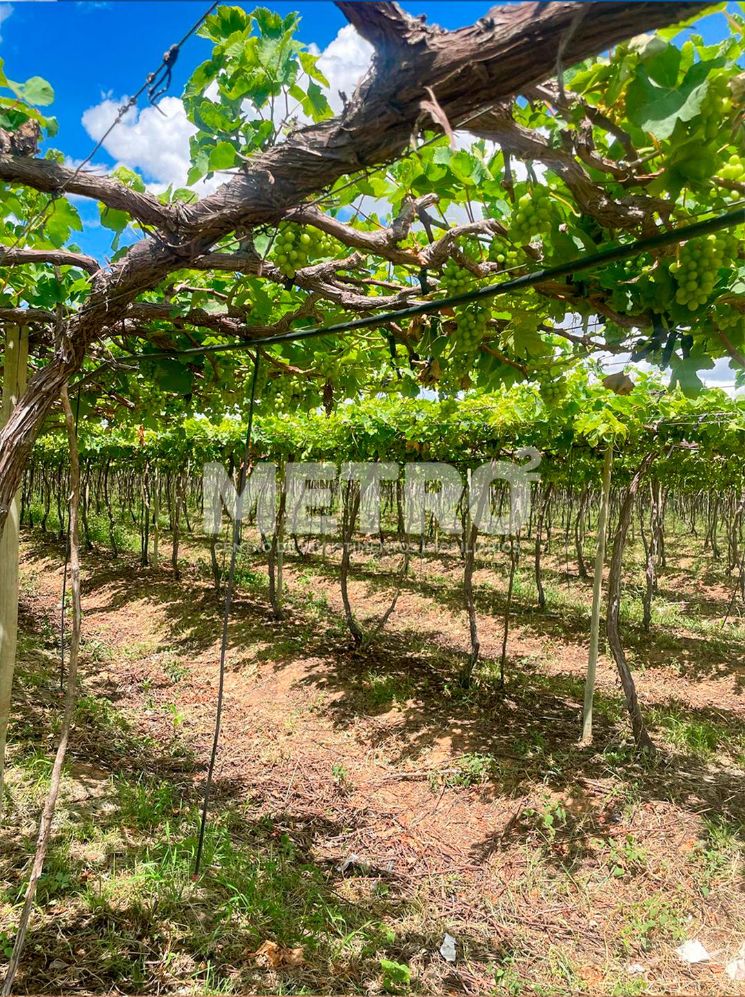 Fazenda produzindo à venda com 210 hectares, margem do Rio São...