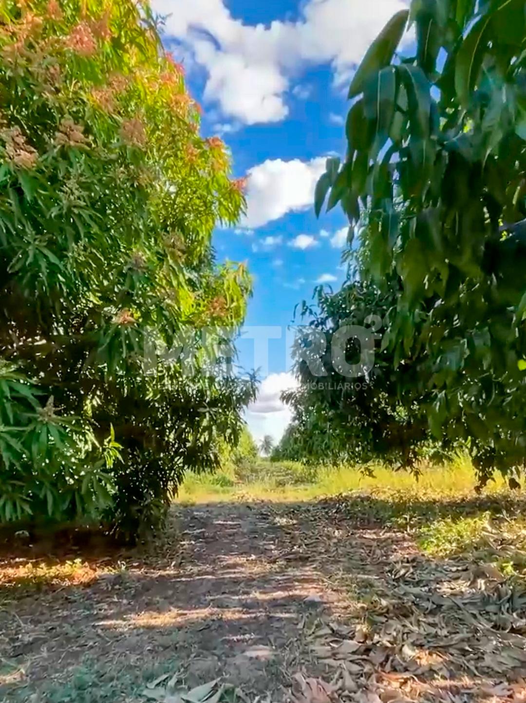 Fazenda Irrigada à venda produzindo com 6 hectares, PETROLINA ...