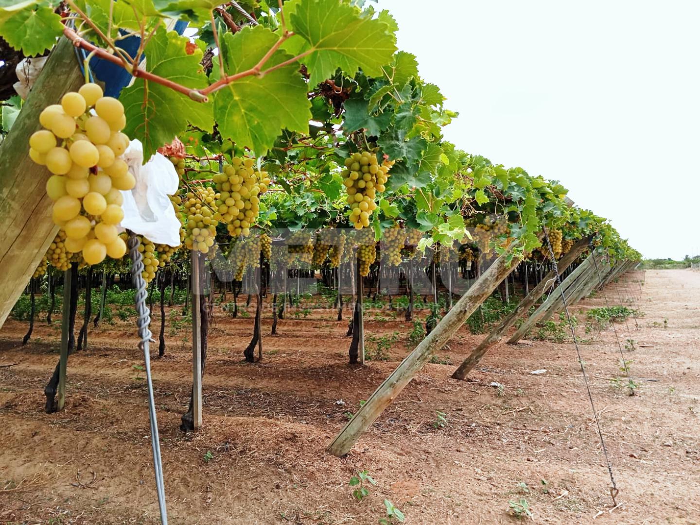 Fazenda de uvas á venda com 7 hectares,  PETROLINA - PE
