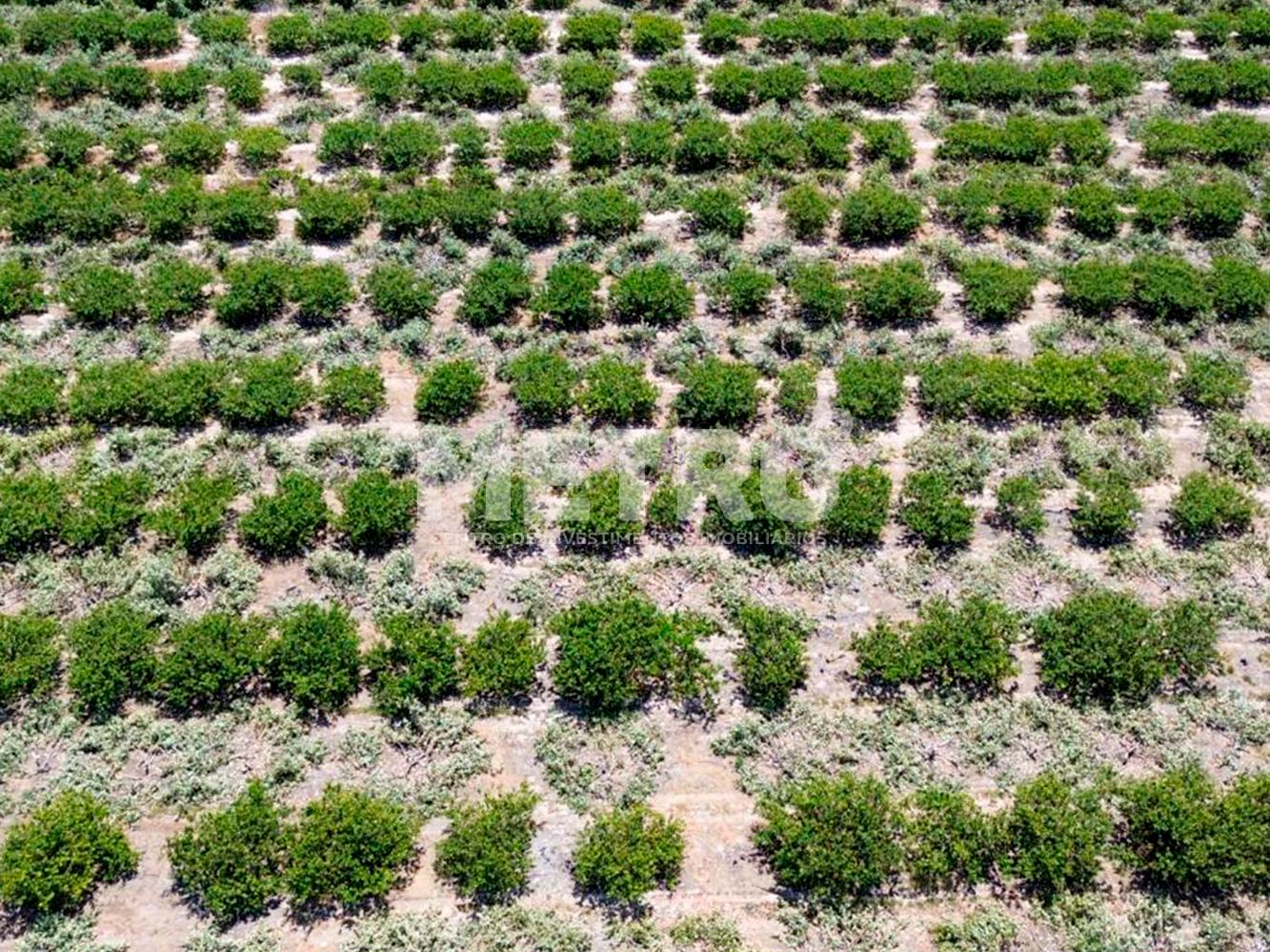 Fazenda à venda, 145000m² - Foto 4