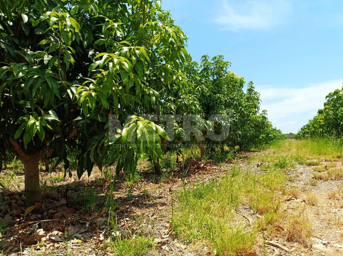 Fazenda produzindo à venda, localização estratégica e infraest...