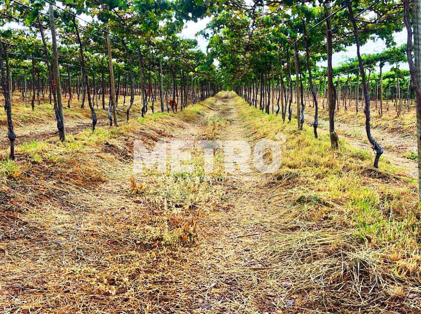 Fazenda à venda de Uvas, 54 hectares, Implementos, infraestrut...