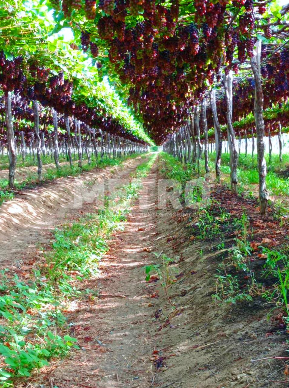 Área Rural com 14 hectares à venda, escriturada, Petrolina-PE