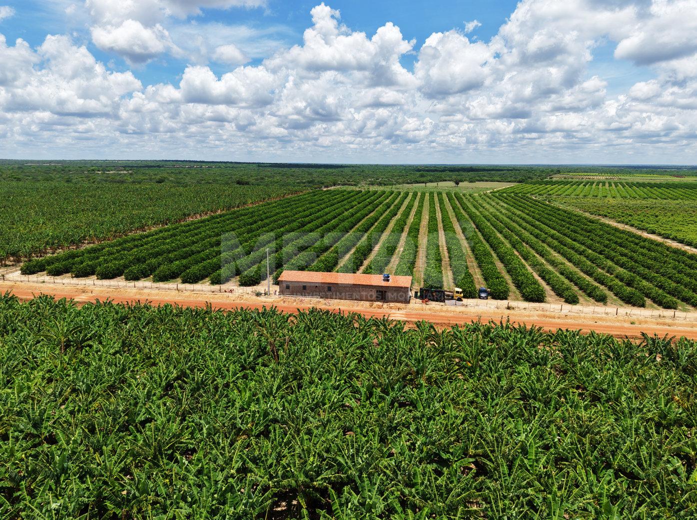 Fazenda de Limão Taiti produzindo à venda, 6,5 hectares, Petro...