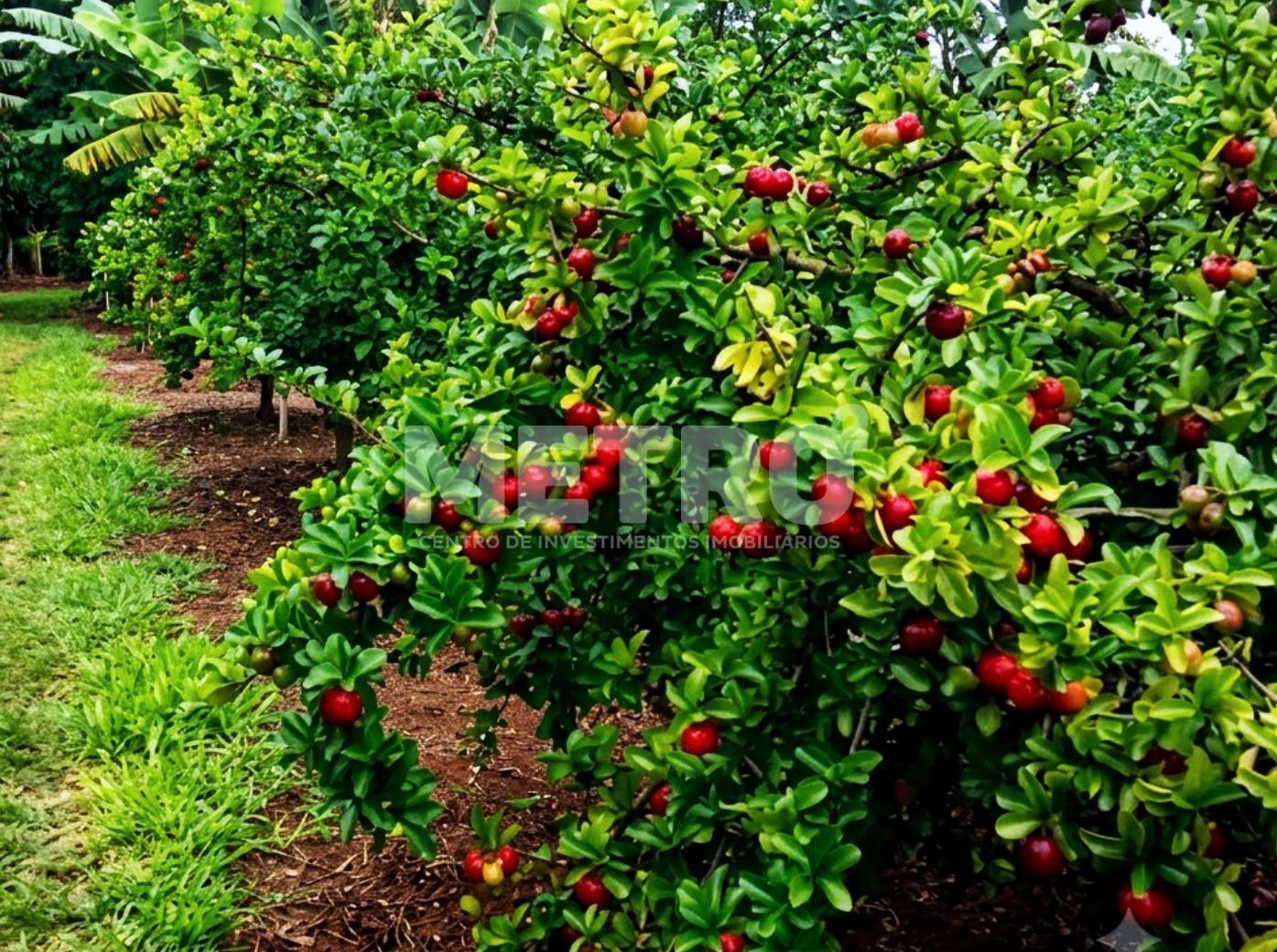 Fazenda - Foto 1