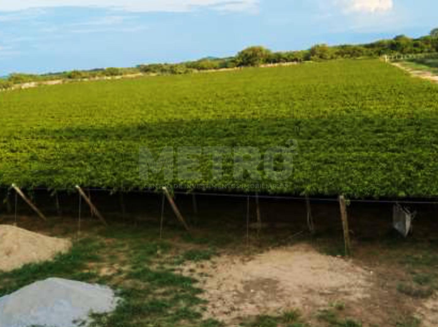 Fazenda - Foto 2